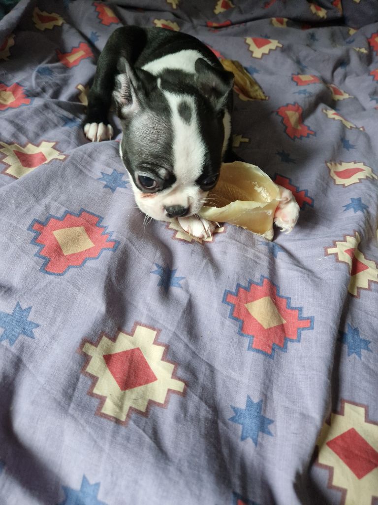 La Patouille des Forges - Chiot disponible  - Boston Terrier