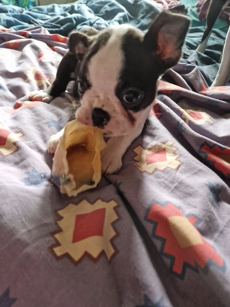 La Patouille des Forges - Chiot disponible  - Boston Terrier