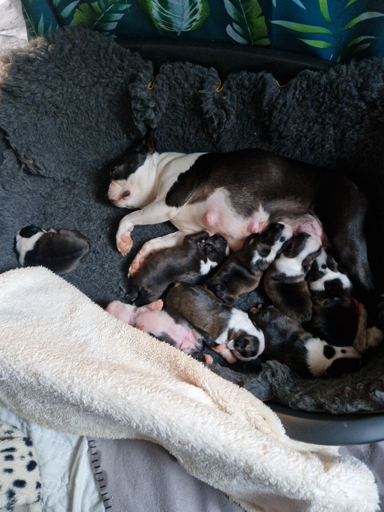 chiot Boston Terrier La Patouille des Forges