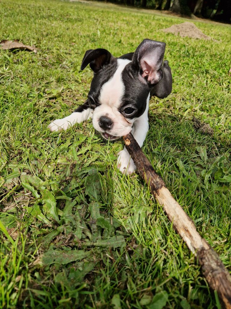 La Patouille des Forges - Chiot disponible  - Boston Terrier