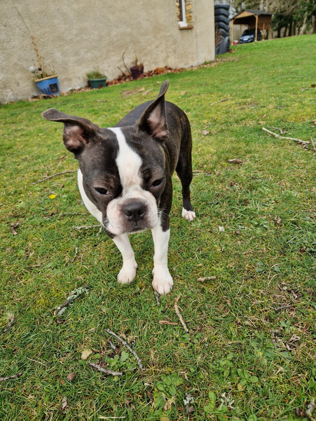 Violette La Patouille des Forges