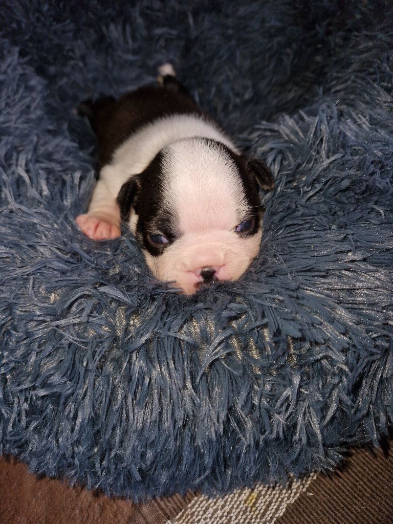 La Patouille des Forges - Chiots disponibles - Boston Terrier