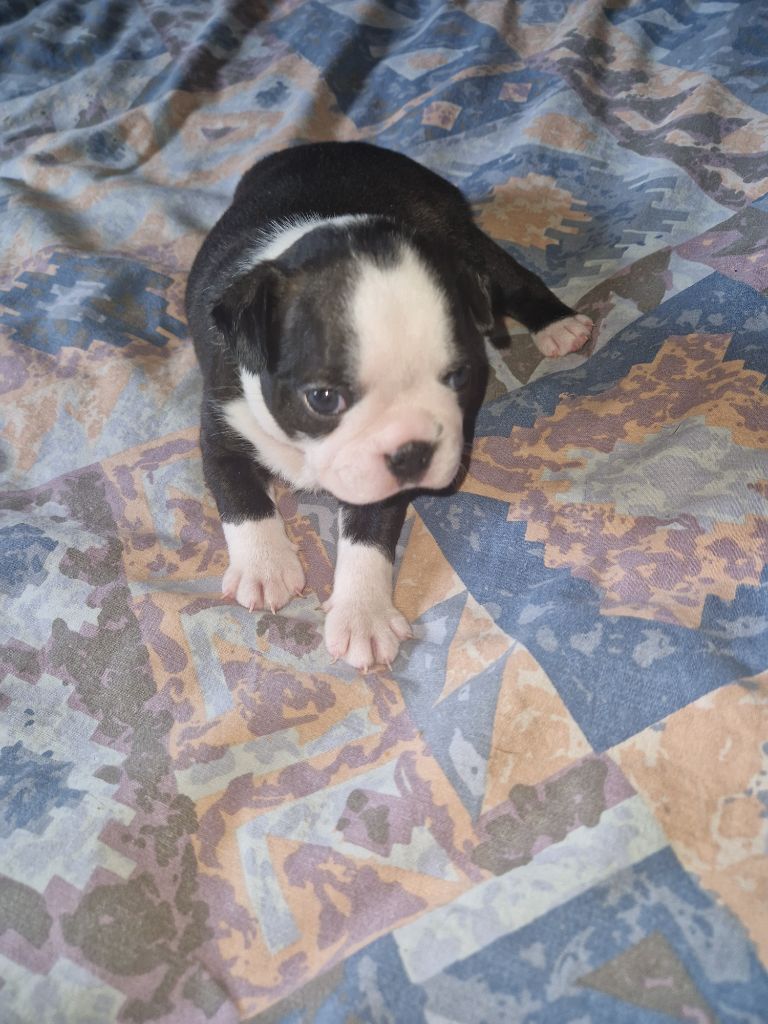 La Patouille des Forges - Chiots disponibles - Boston Terrier