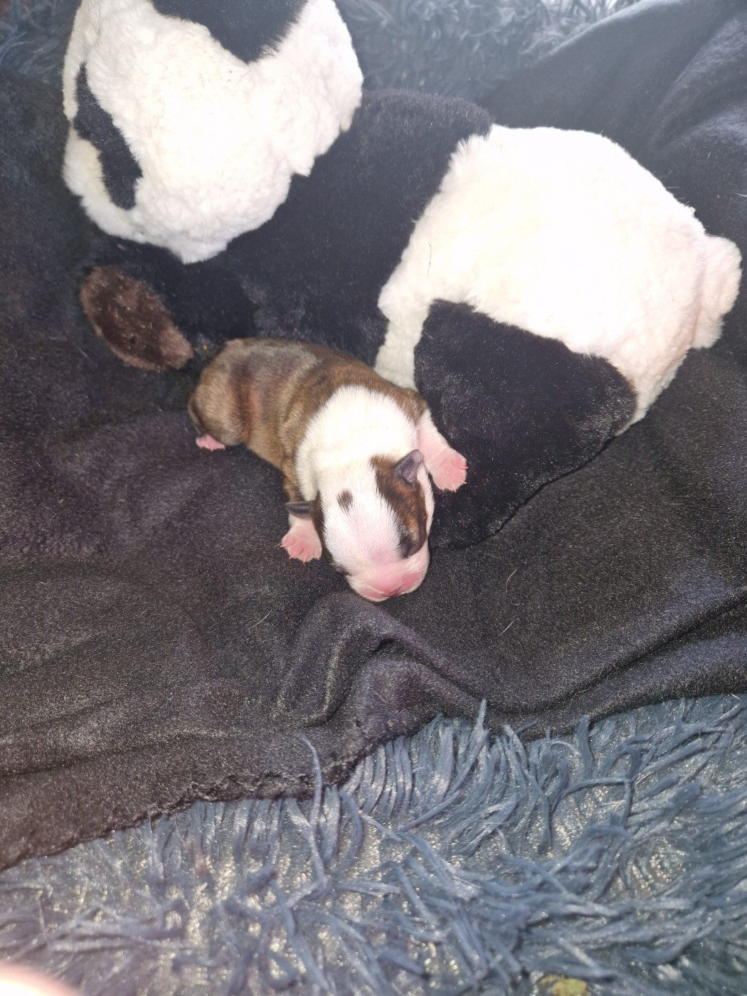 La Patouille des Forges - Chiots disponibles - Boston Terrier