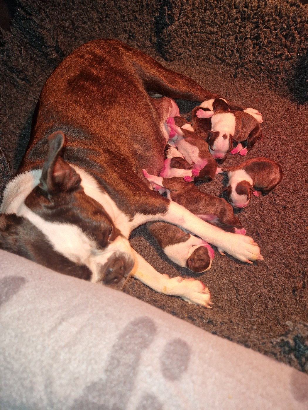 Chiot Boston Terrier La Patouille des Forges