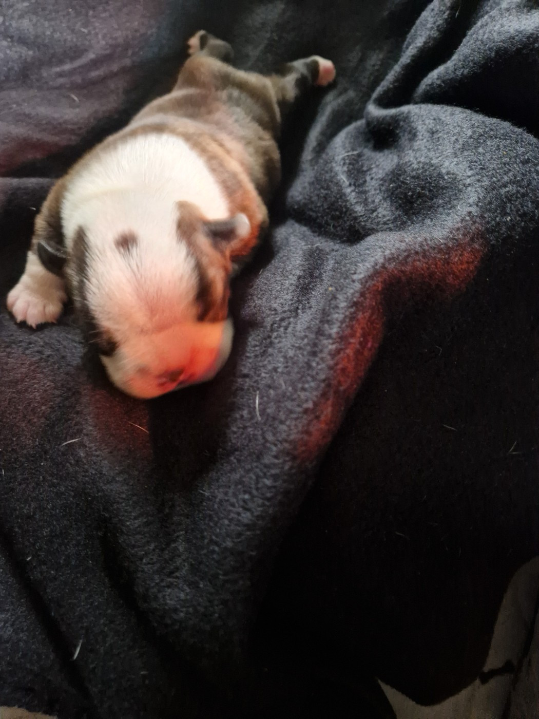 La Patouille des Forges - Chiots disponibles - Boston Terrier