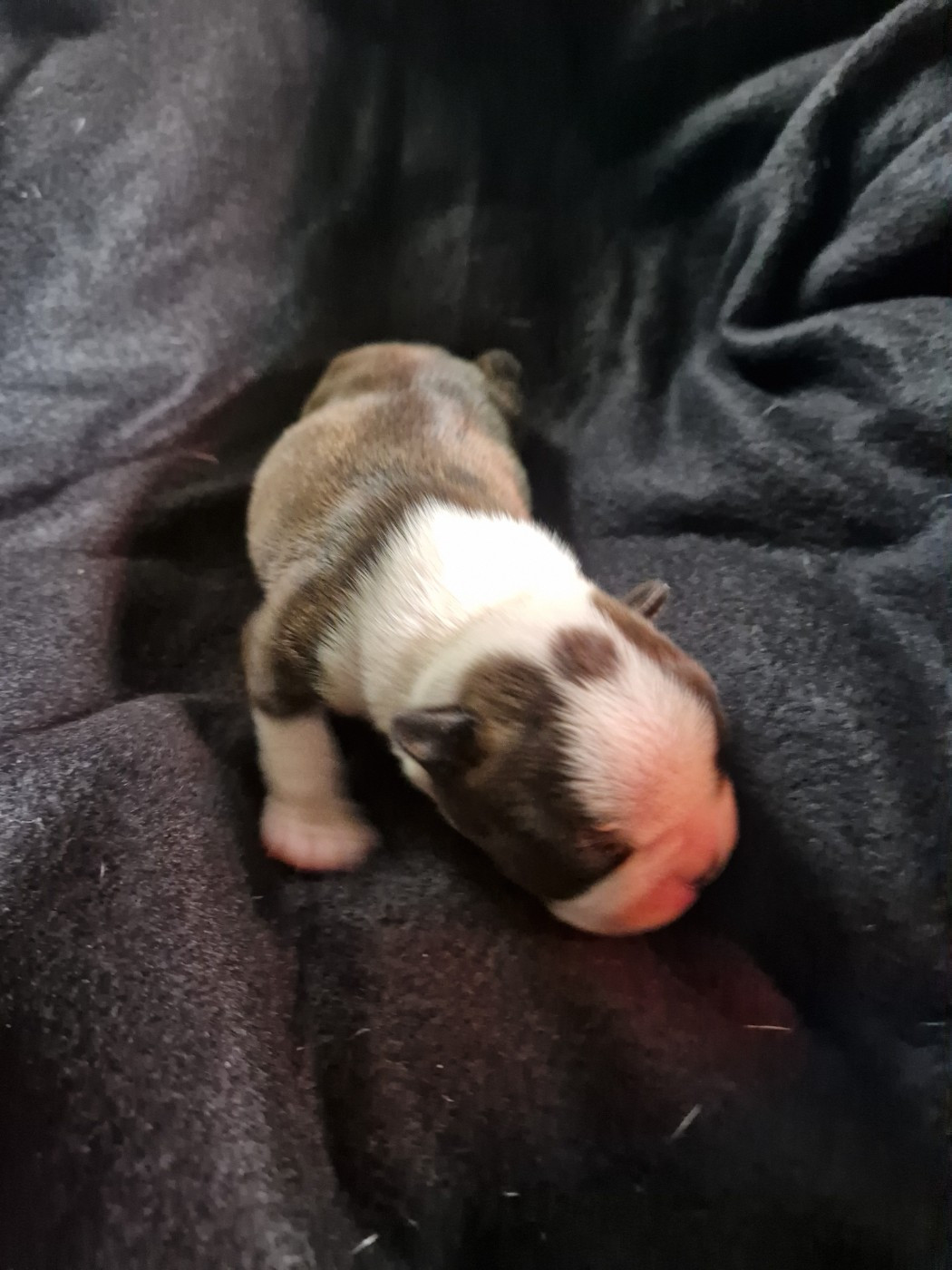 La Patouille des Forges - Chiots disponibles - Boston Terrier