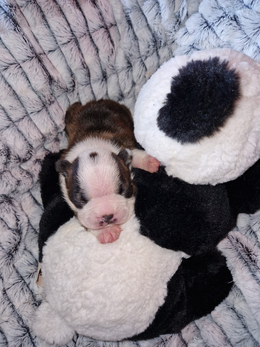 La Patouille des Forges - Chiots disponibles - Boston Terrier