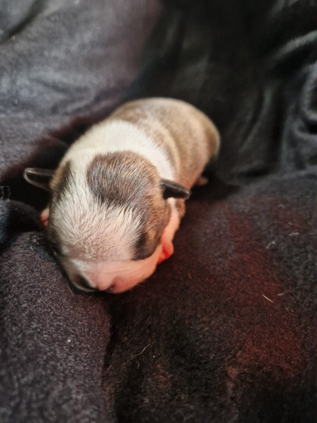 La Patouille des Forges - Chiots disponibles - Boston Terrier