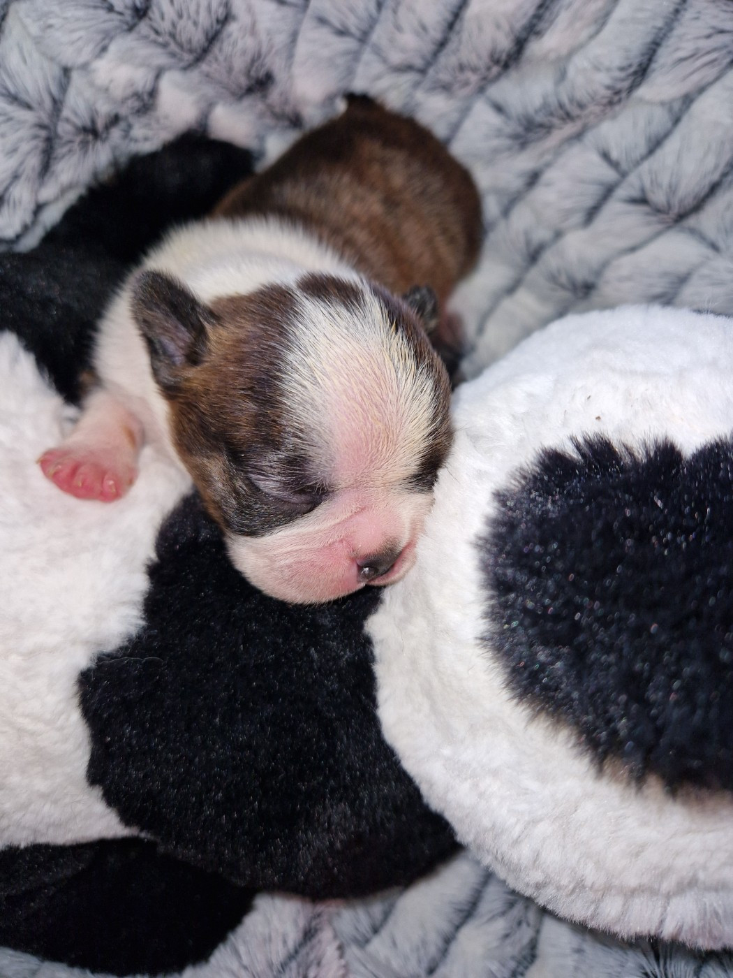 La Patouille des Forges - Chiots disponibles - Boston Terrier