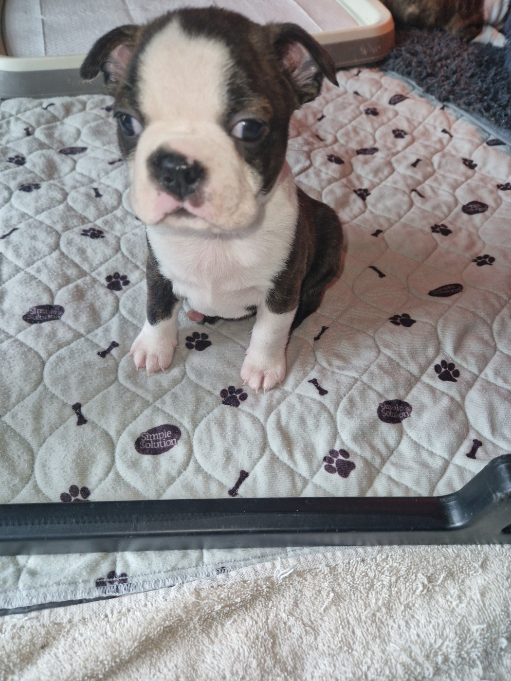 La Patouille des Forges - Chiots disponibles - Boston Terrier