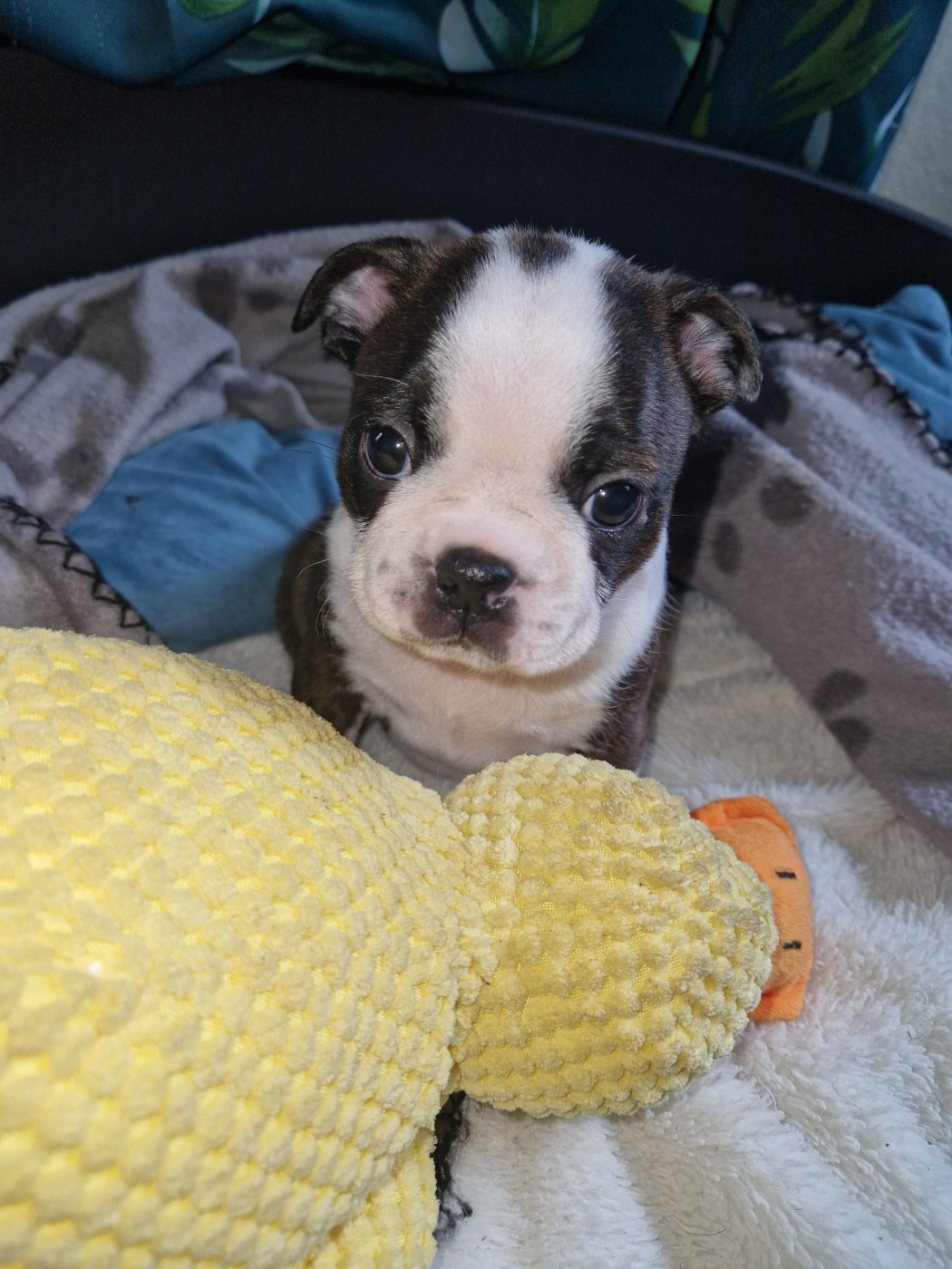 La Patouille des Forges - Chiots disponibles - Boston Terrier