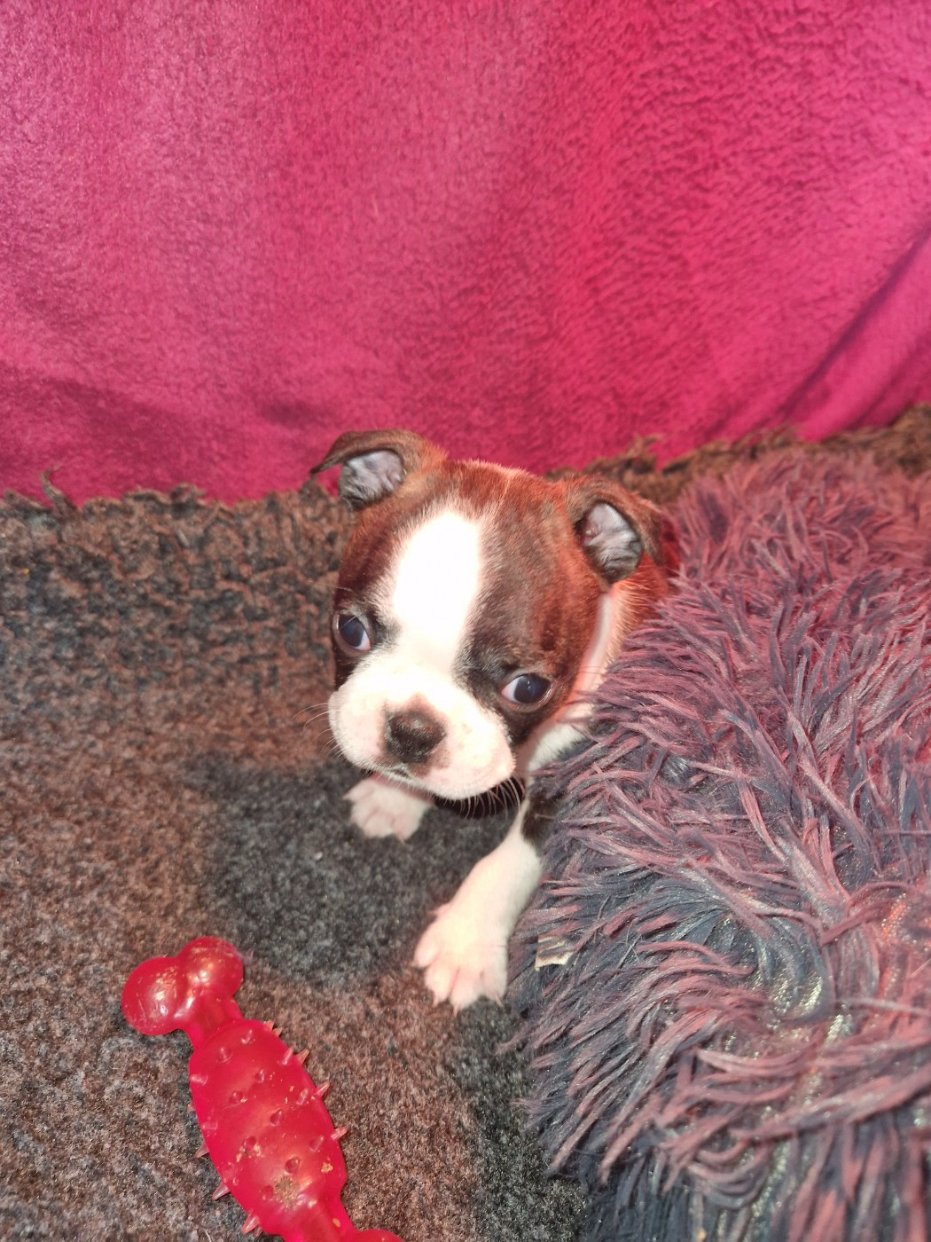 La Patouille des Forges - Chiots disponibles - Boston Terrier
