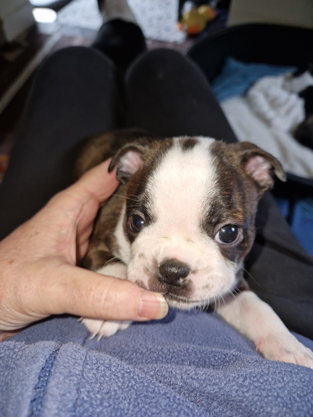 La Patouille des Forges - Chiots disponibles - Boston Terrier
