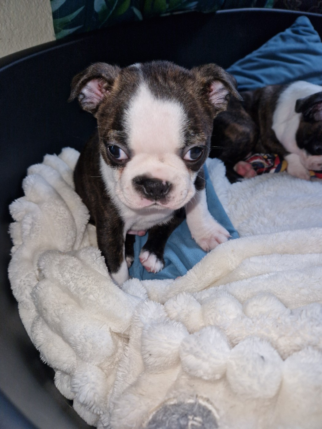 La Patouille des Forges - Chiots disponibles - Boston Terrier