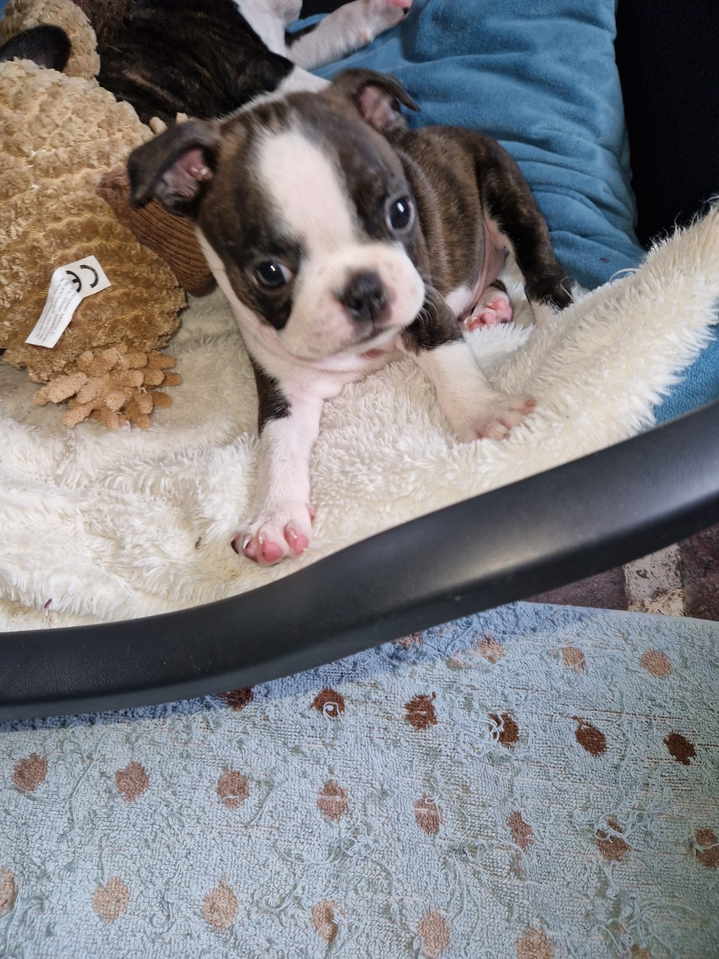 La Patouille des Forges - Chiots disponibles - Boston Terrier