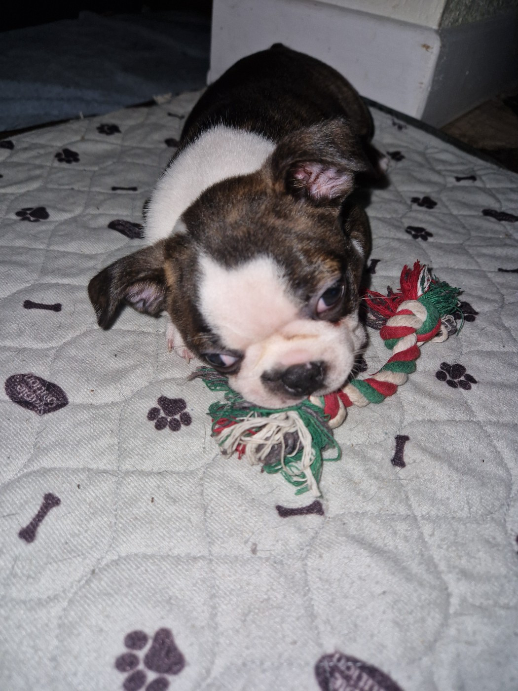 La Patouille des Forges - Chiots disponibles - Boston Terrier