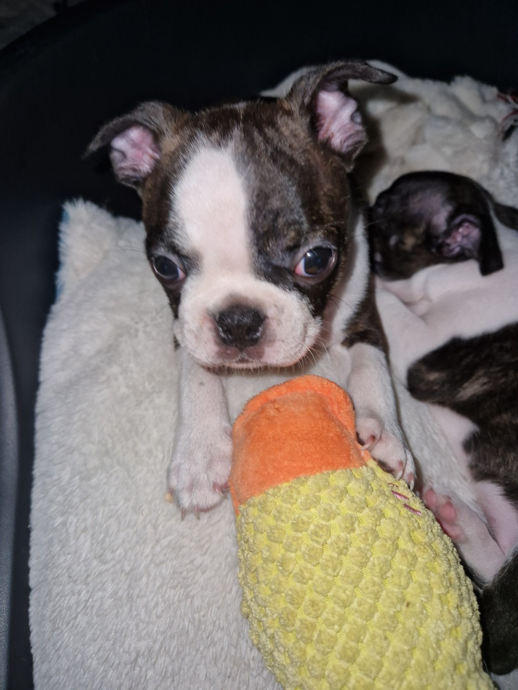 La Patouille des Forges - Chiots disponibles - Boston Terrier