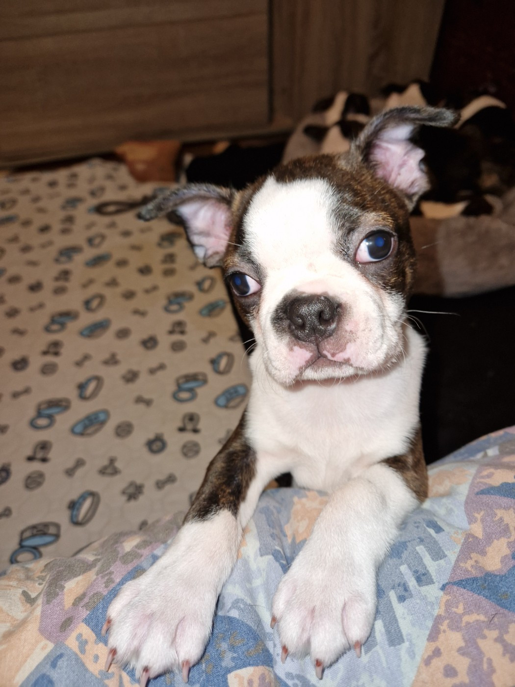 La Patouille des Forges - Chiots disponibles - Boston Terrier