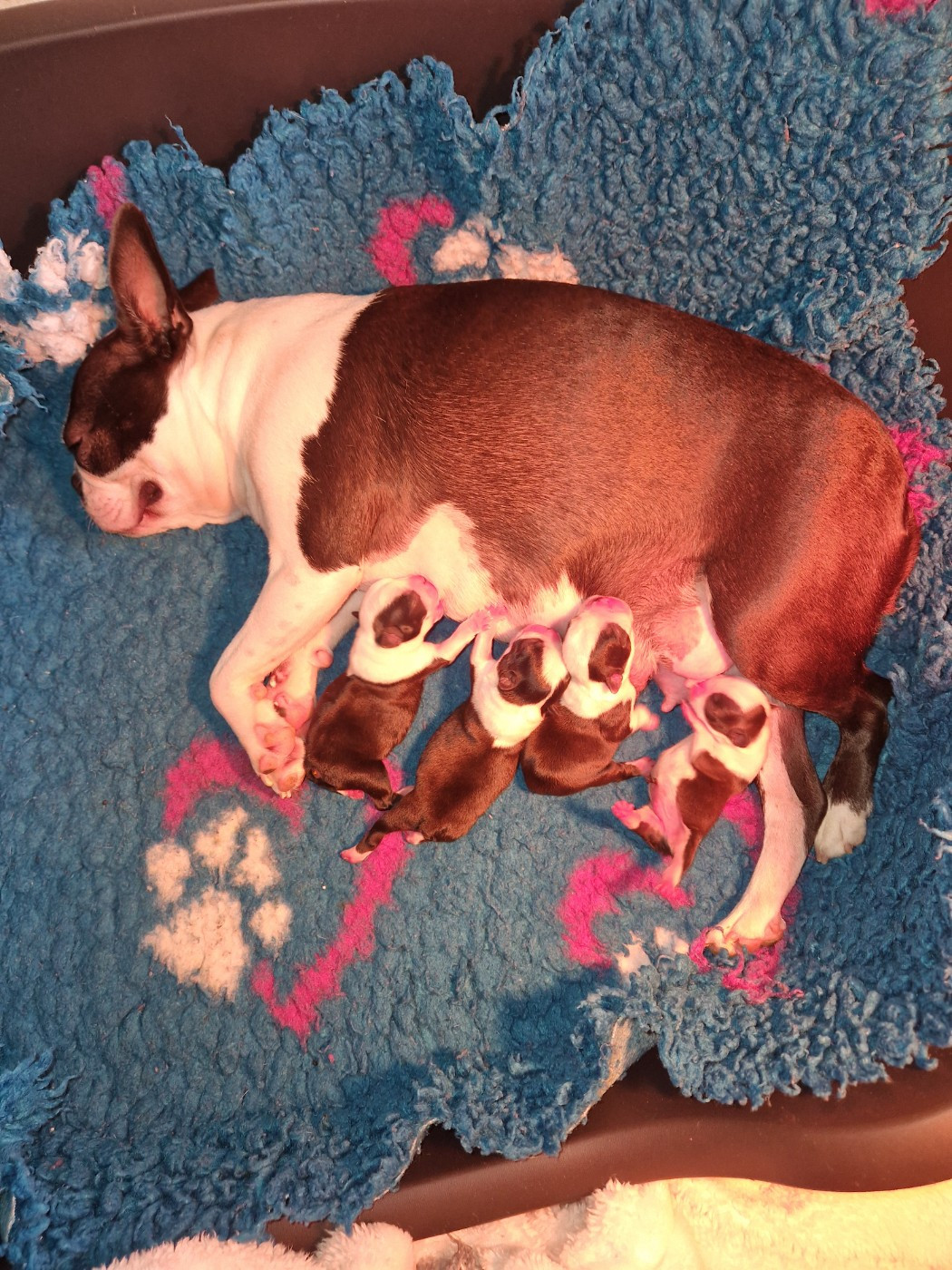 La Patouille des Forges - Boston Terrier - Portée née le 14/06/2026