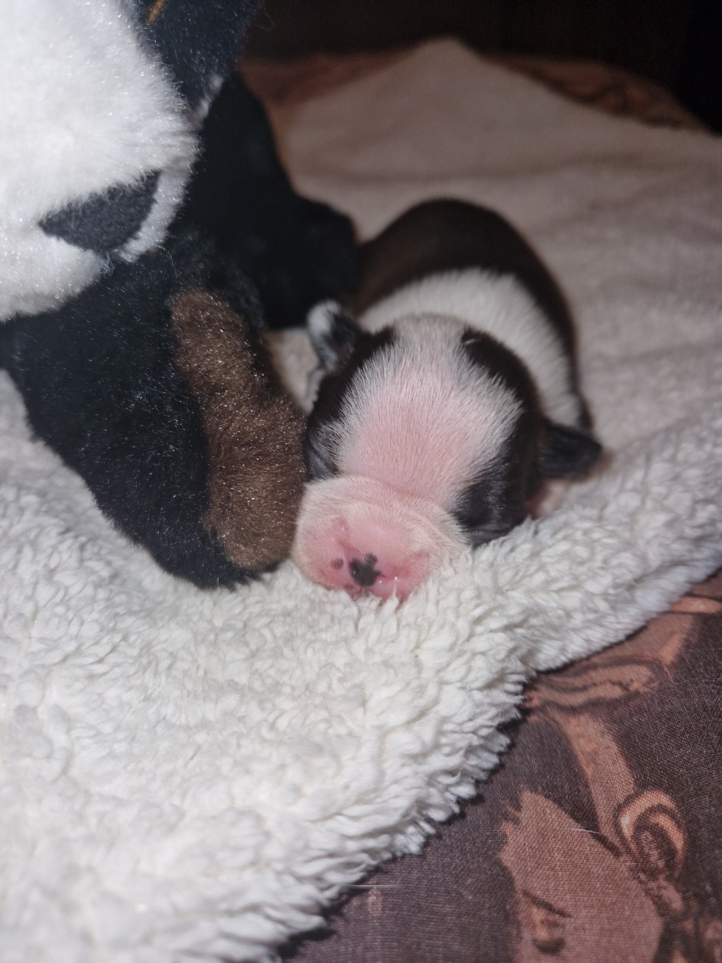 La Patouille des Forges - Chiots disponibles - Boston Terrier