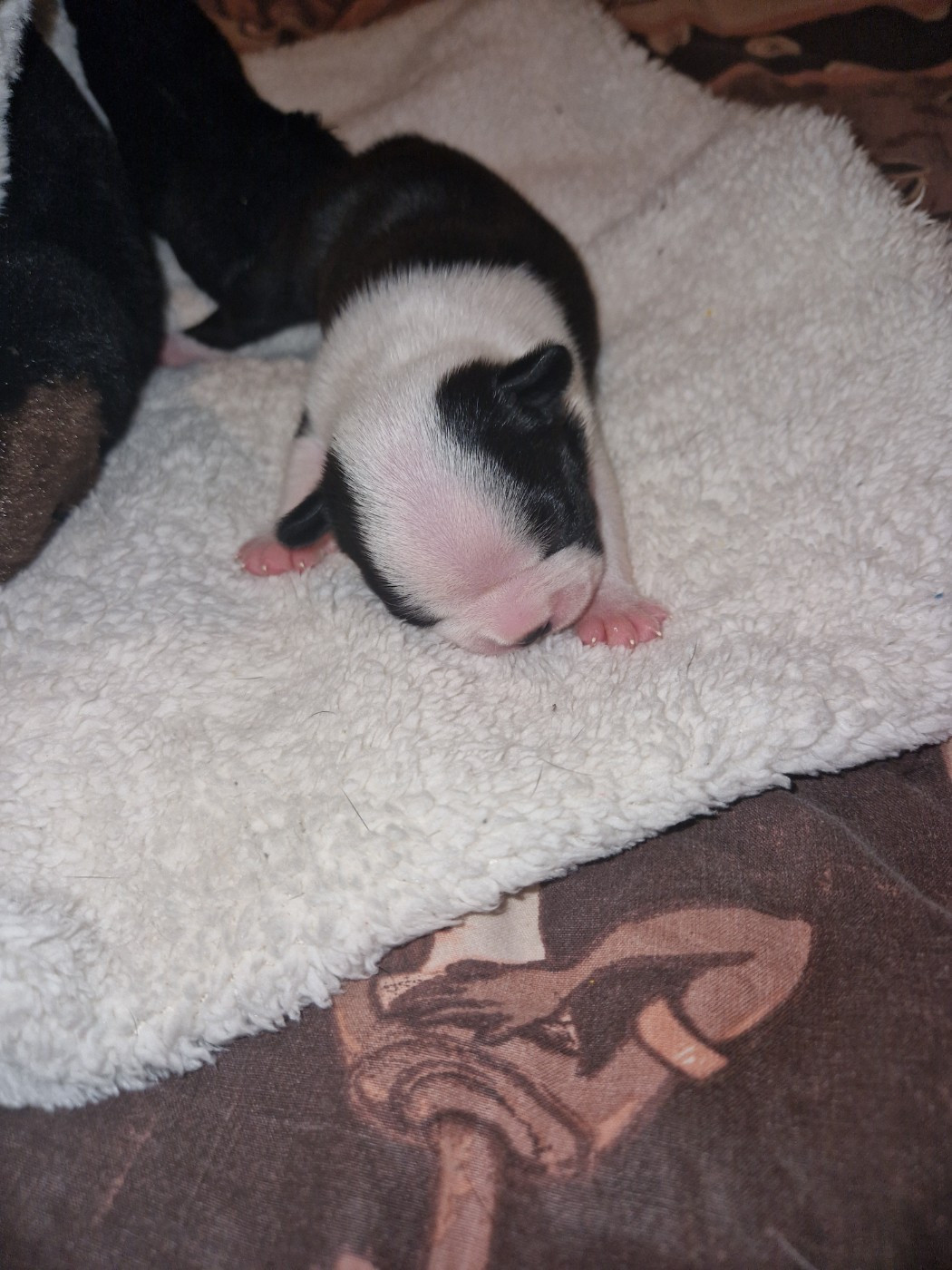 La Patouille des Forges - Chiots disponibles - Boston Terrier