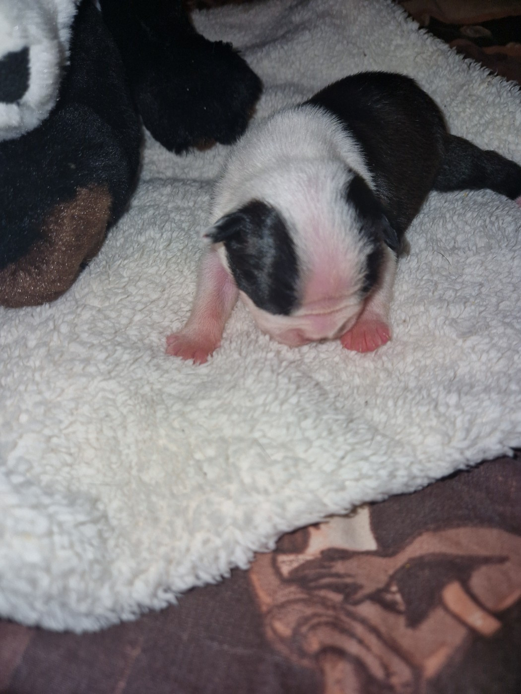 La Patouille des Forges - Chiots disponibles - Boston Terrier