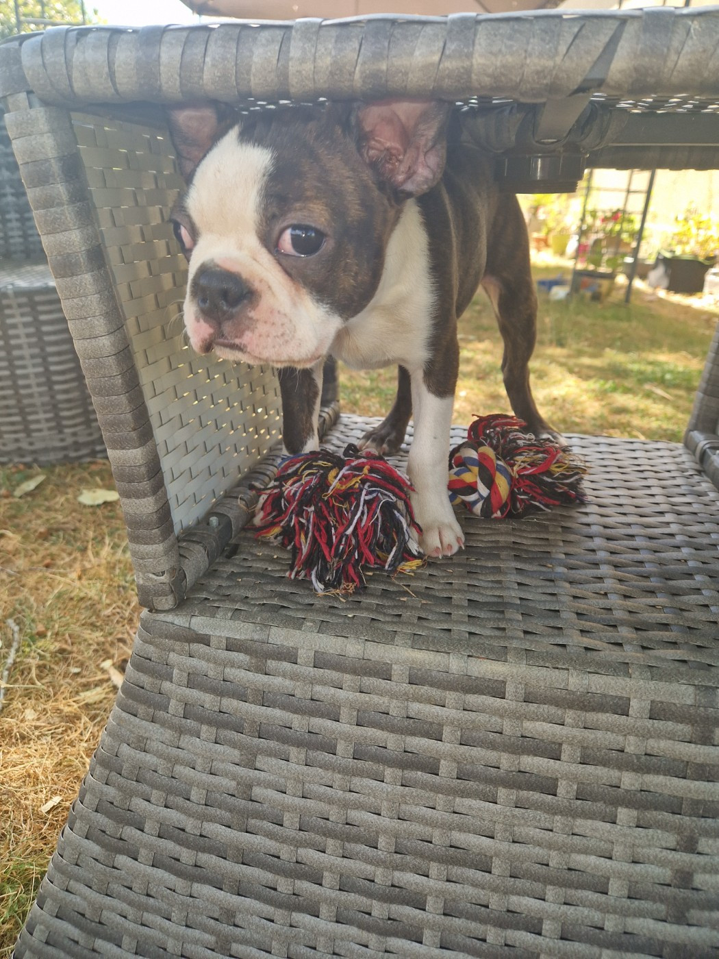 La Patouille des Forges - Chiots disponibles - Boston Terrier