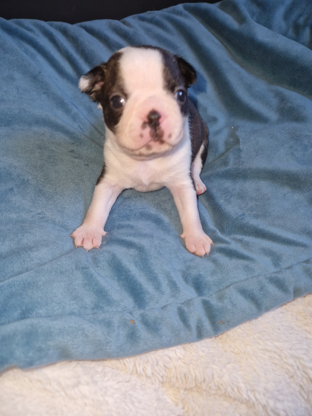 La Patouille des Forges - Chiots disponibles - Boston Terrier