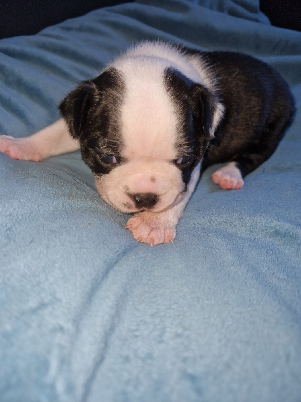 La Patouille des Forges - Chiots disponibles - Boston Terrier