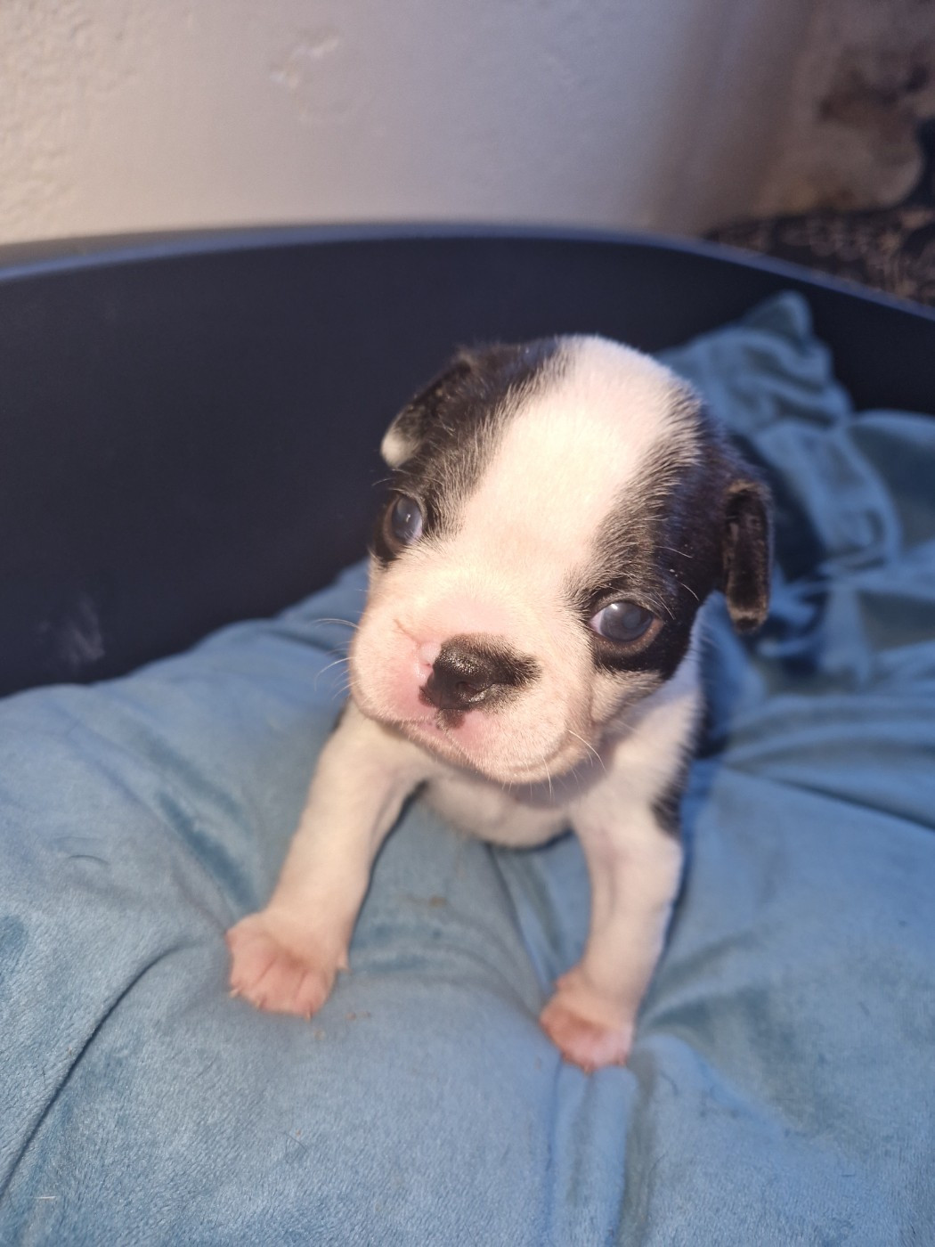 La Patouille des Forges - Chiots disponibles - Boston Terrier