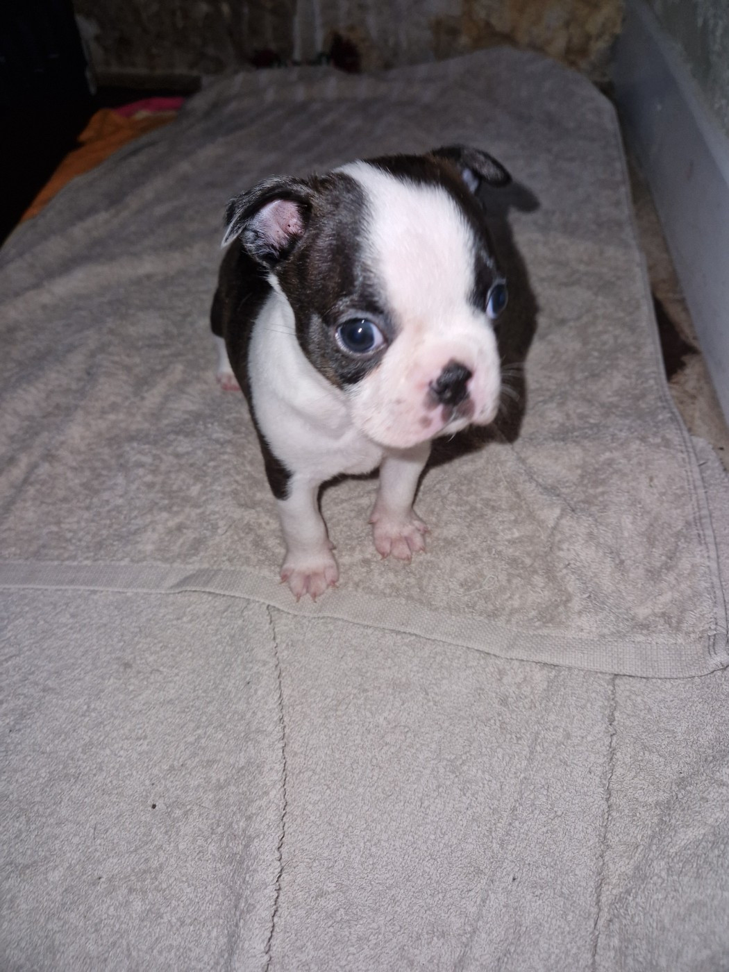 La Patouille des Forges - Chiots disponibles - Boston Terrier