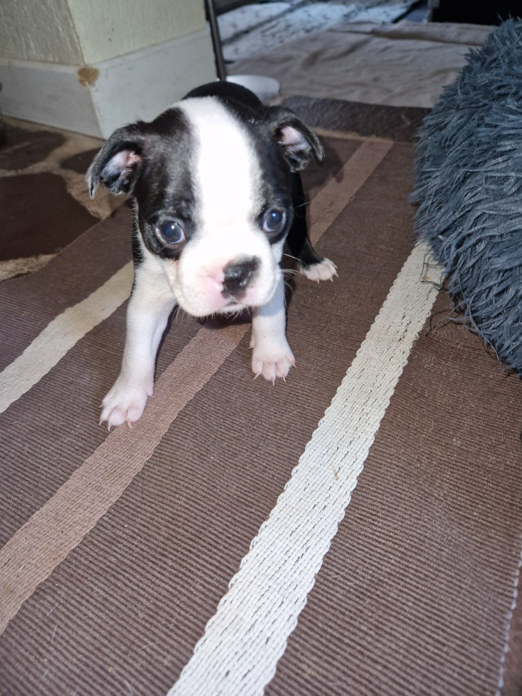 La Patouille des Forges - Chiots disponibles - Boston Terrier