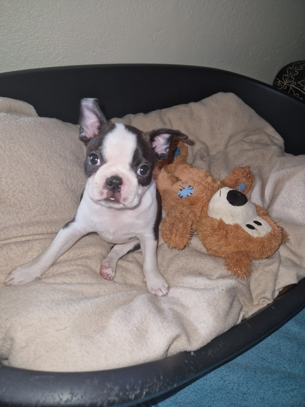 La Patouille des Forges - Chiots disponibles - Boston Terrier