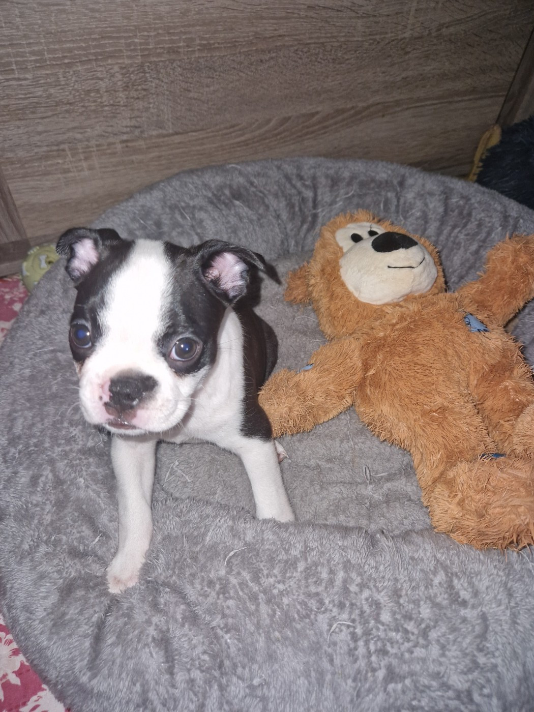 La Patouille des Forges - Chiots disponibles - Boston Terrier