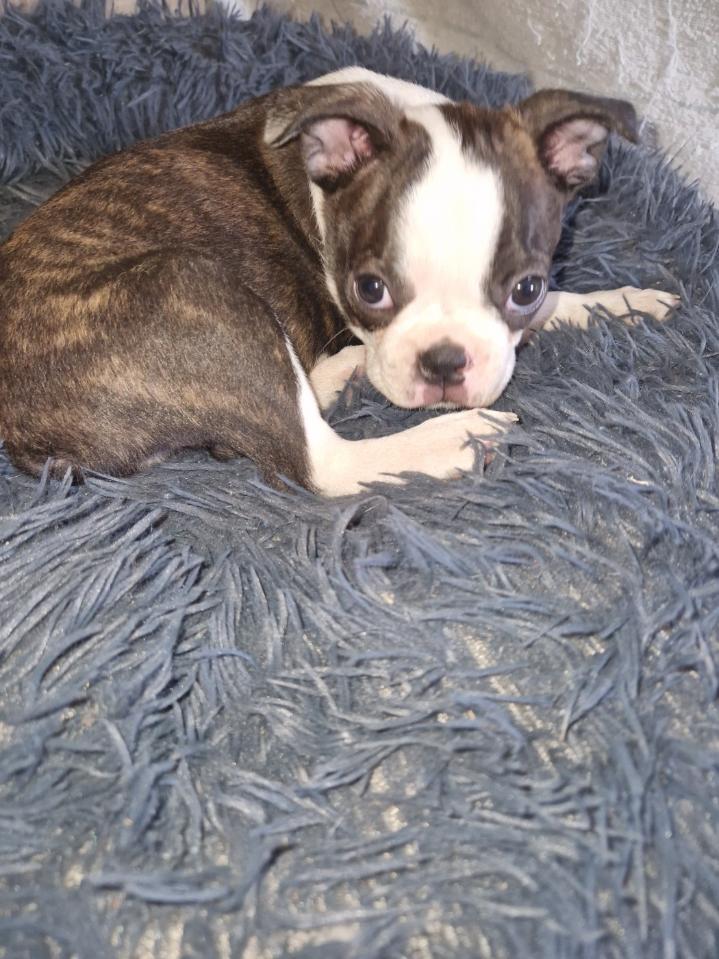 La Patouille des Forges - Chiots disponibles - Boston Terrier