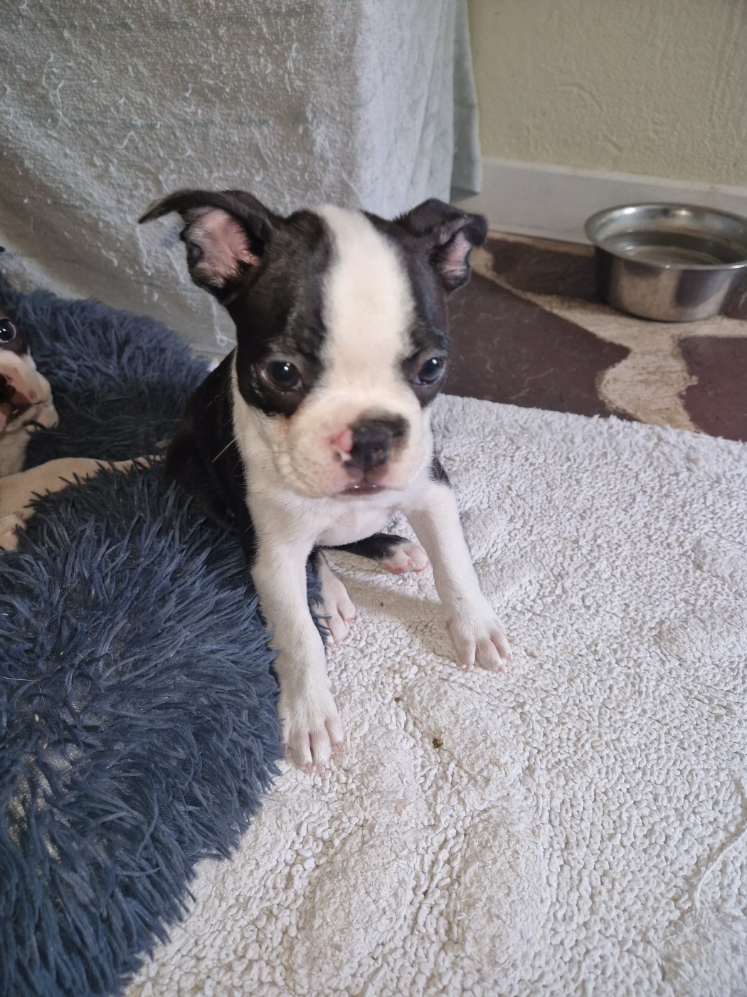 La Patouille des Forges - Chiots disponibles - Boston Terrier