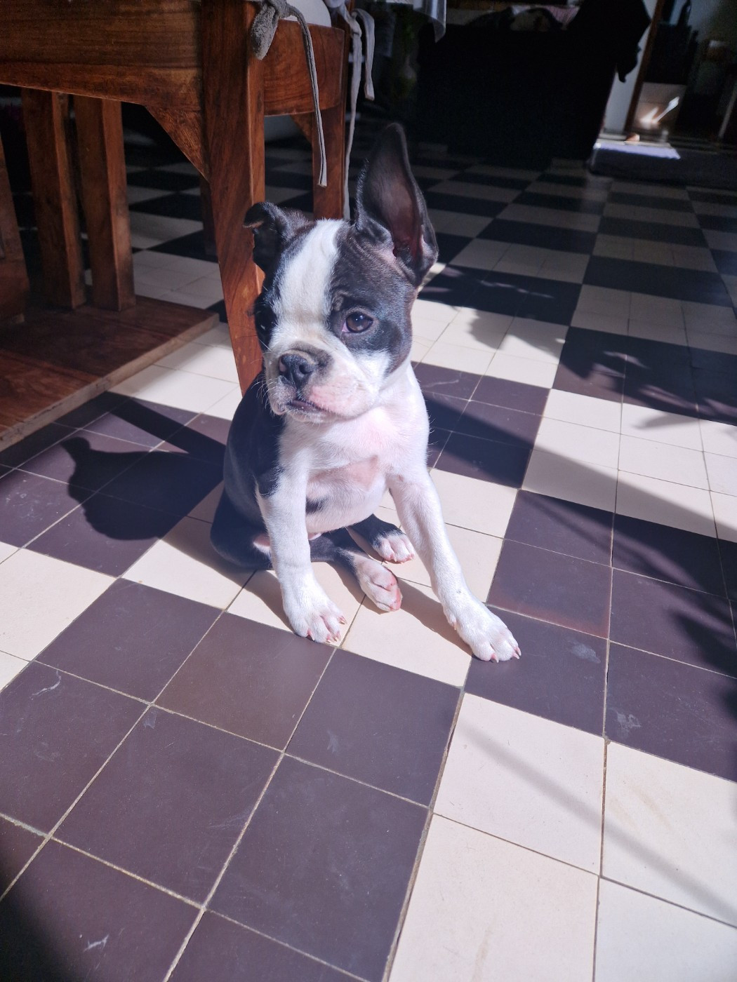 La Patouille des Forges - Chiots disponibles - Boston Terrier