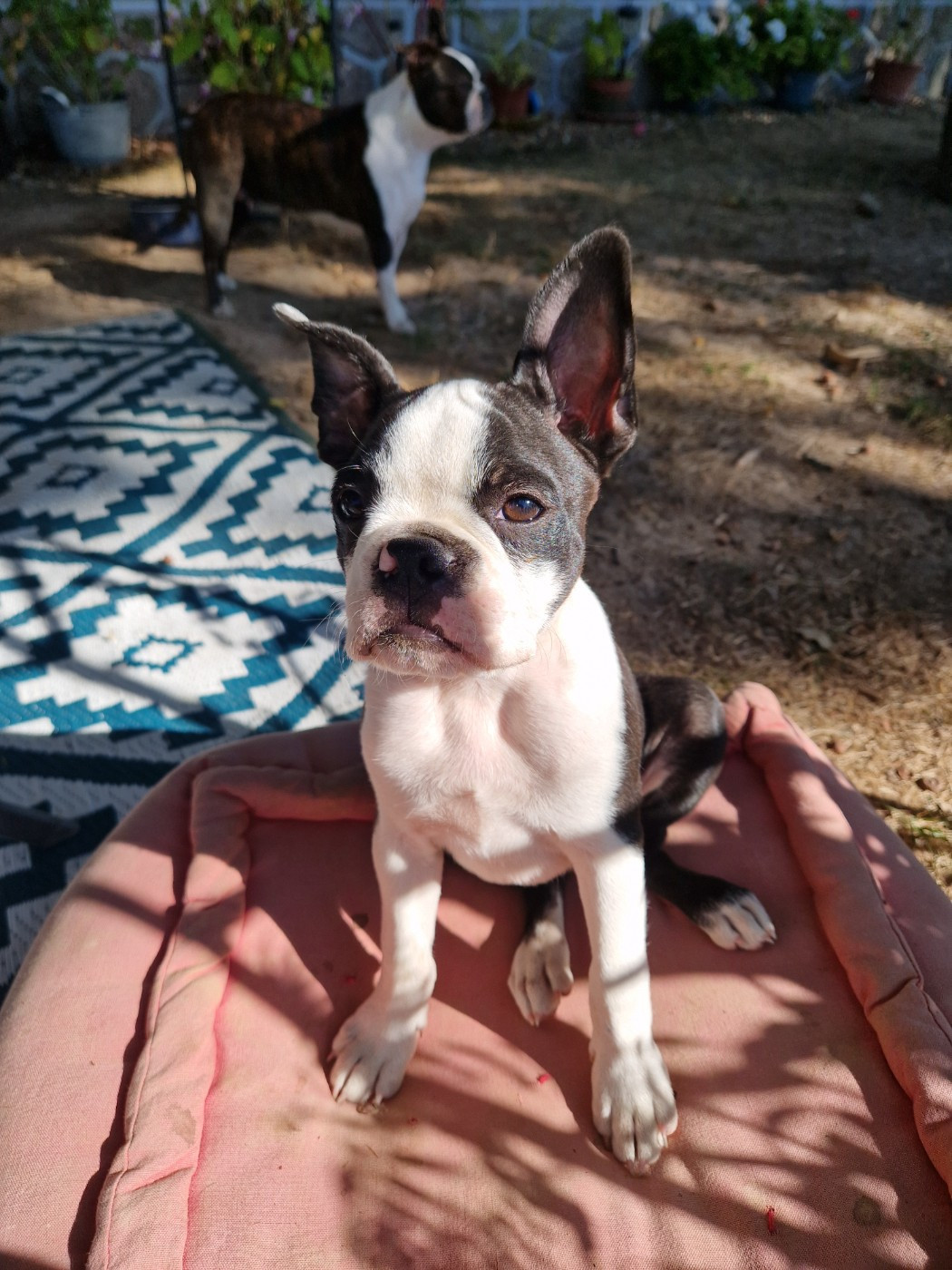 La Patouille des Forges - Chiots disponibles - Boston Terrier