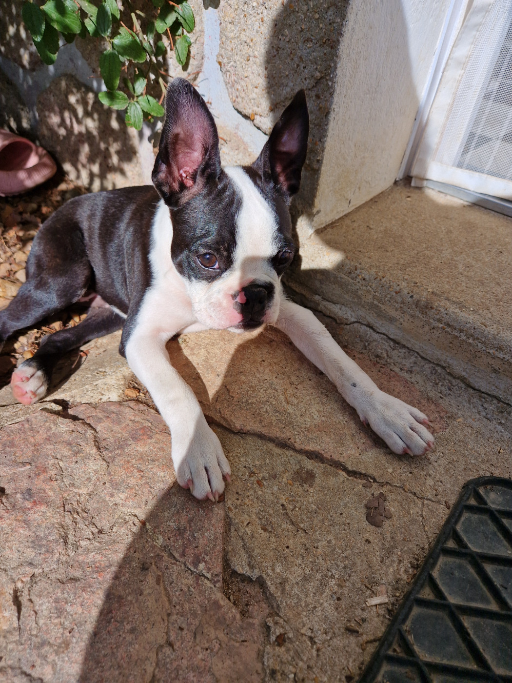 La Patouille des Forges - Chiots disponibles - Boston Terrier