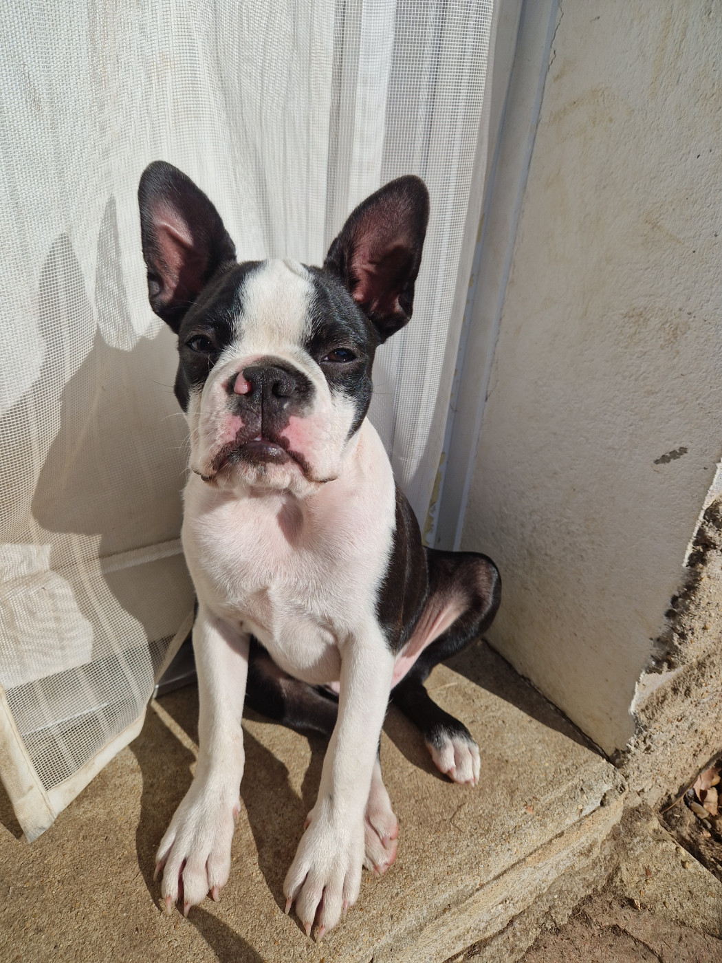 La Patouille des Forges - Chiots disponibles - Boston Terrier