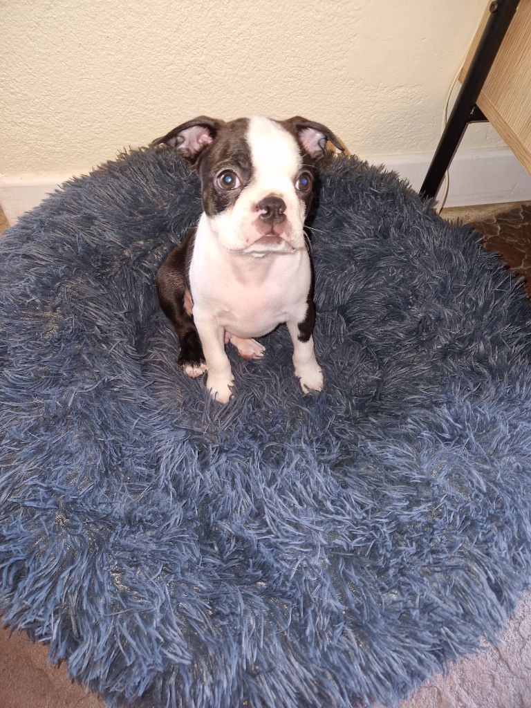 La Patouille des Forges - Chiots disponibles - Boston Terrier
