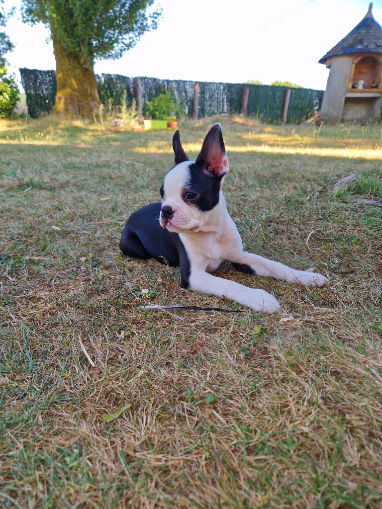 La Patouille des Forges - Chiots disponibles - Boston Terrier