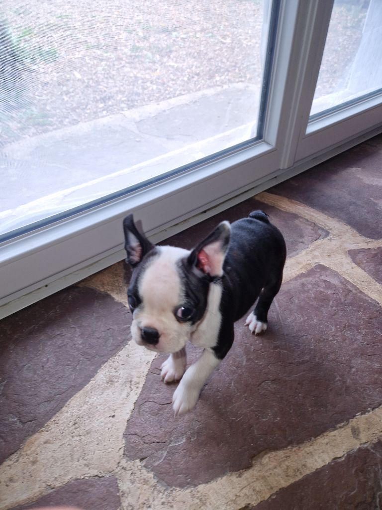 La Patouille des Forges - Chiots disponibles - Boston Terrier
