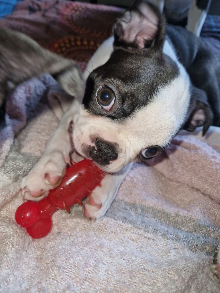La Patouille des Forges - Chiots disponibles - Boston Terrier