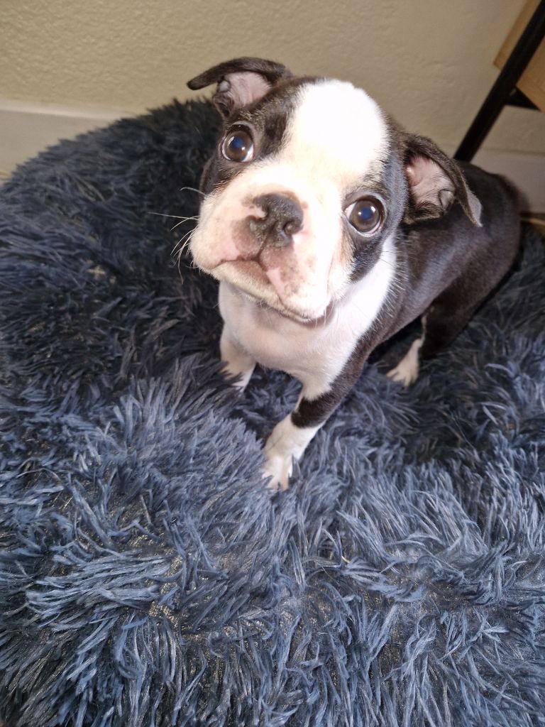 La Patouille des Forges - Chiots disponibles - Boston Terrier