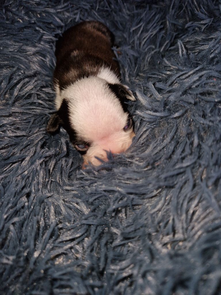 La Patouille des Forges - Chiots disponibles - Boston Terrier