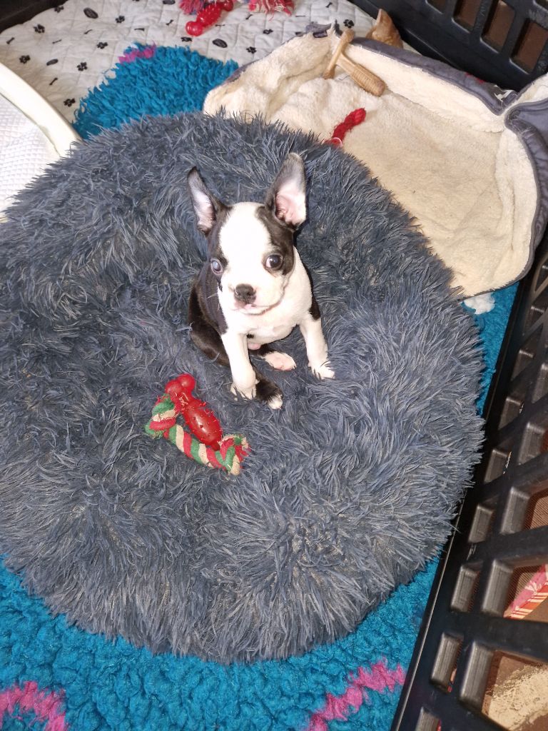 La Patouille des Forges - Chiots disponibles - Boston Terrier