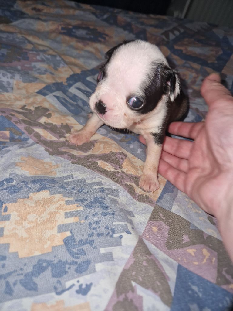La Patouille des Forges - Chiots disponibles - Boston Terrier
