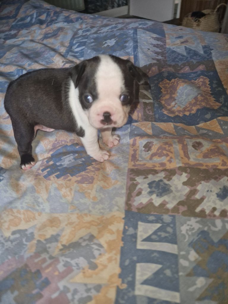 La Patouille des Forges - Chiots disponibles - Boston Terrier